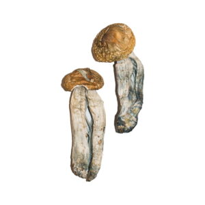 big mex mushrooms