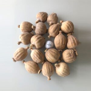Dried Poppy Pods Shipped From The US.