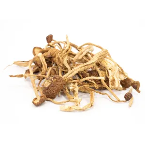 Buy mexican cubensis for sale online